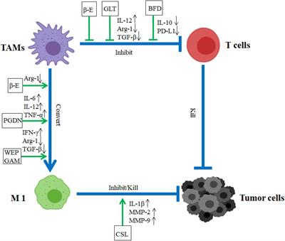 Impact of TCM on Tumor-Infiltrating Myeloid Precursors in the Tumor Microenvironment